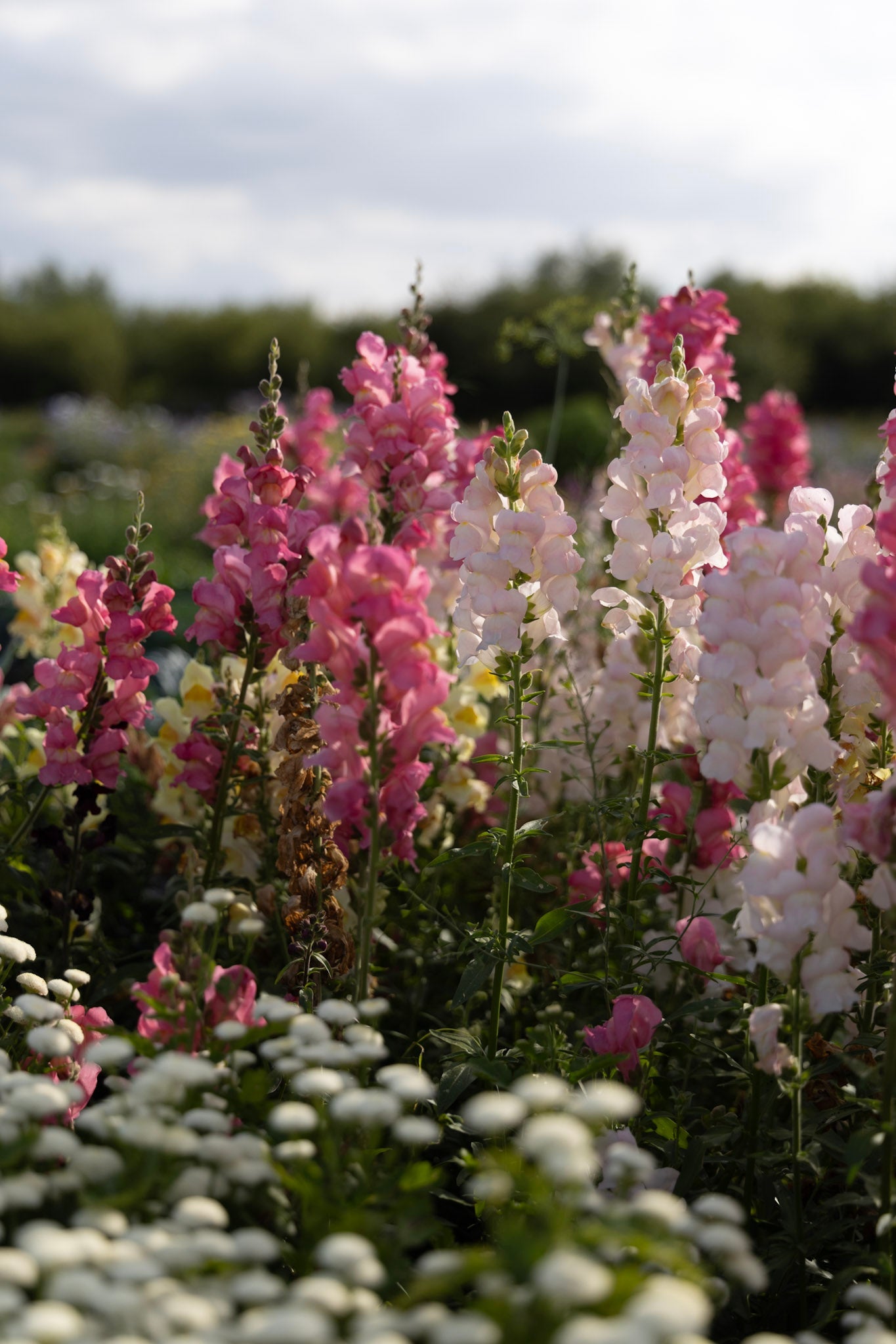 Løvemund -Sådan dyrker du løvemund